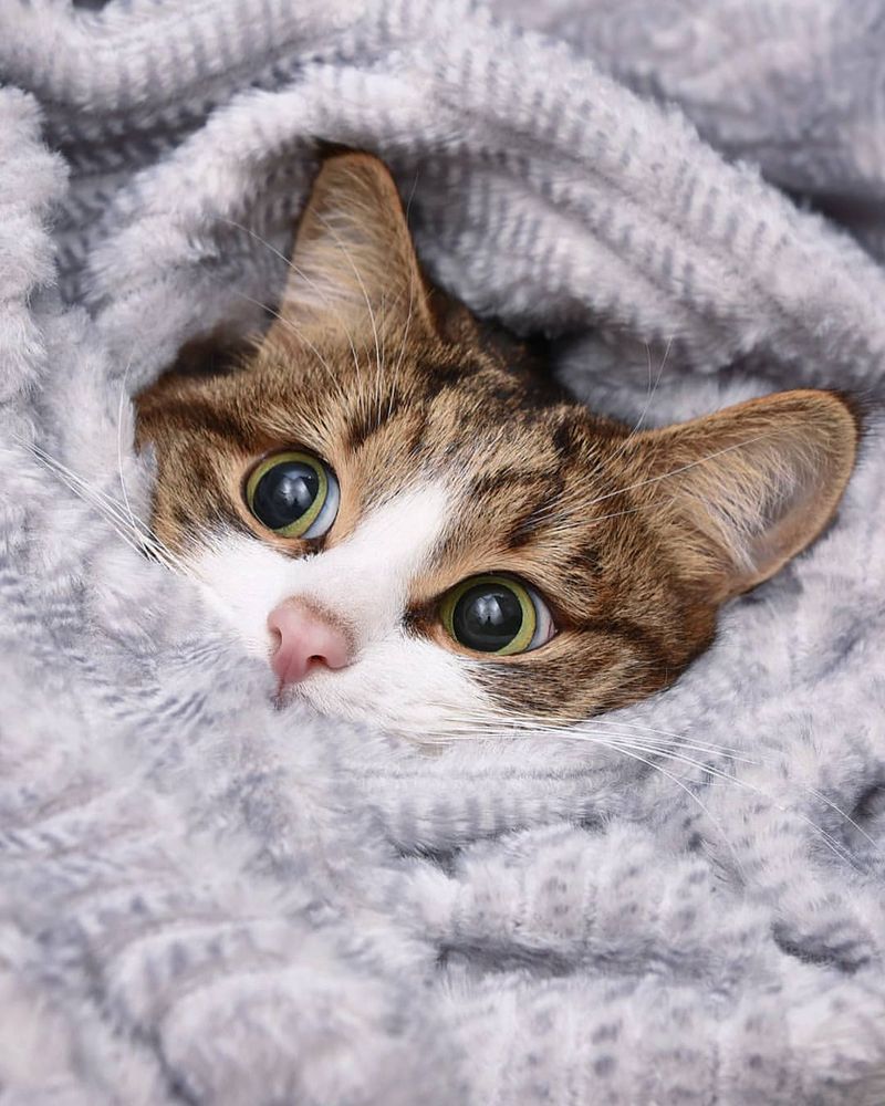 10 Adorable Ways Your Cat Says "I Trust You"