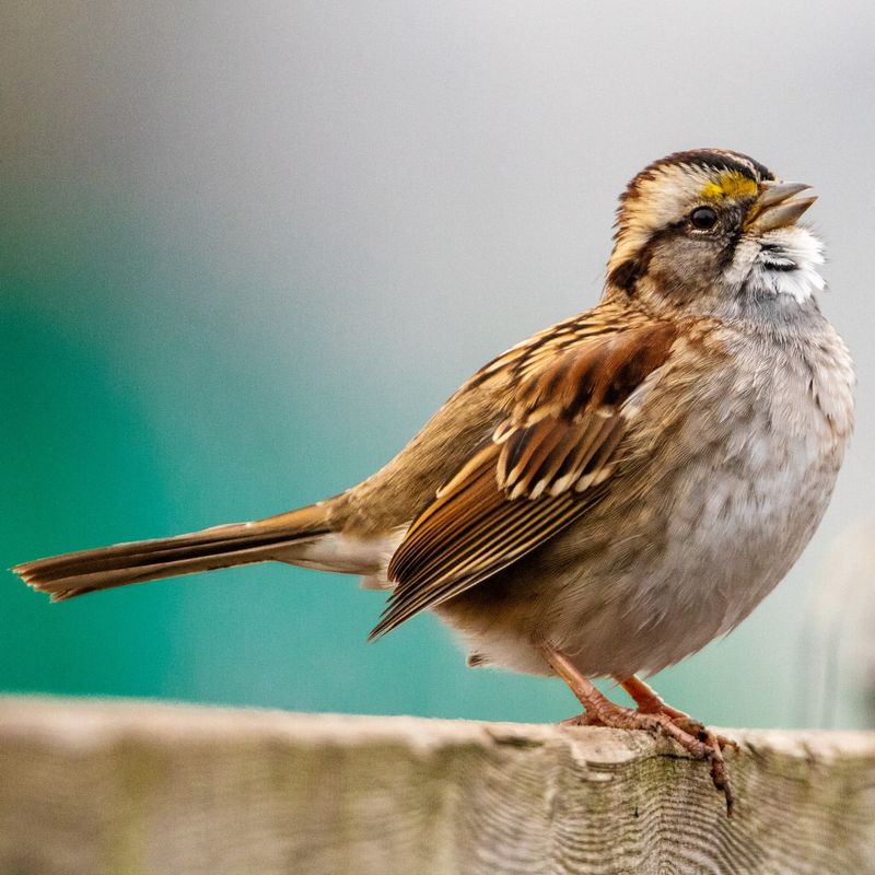 10 Beautiful Birds You Often See in Your Yard and Their Hidden Messages