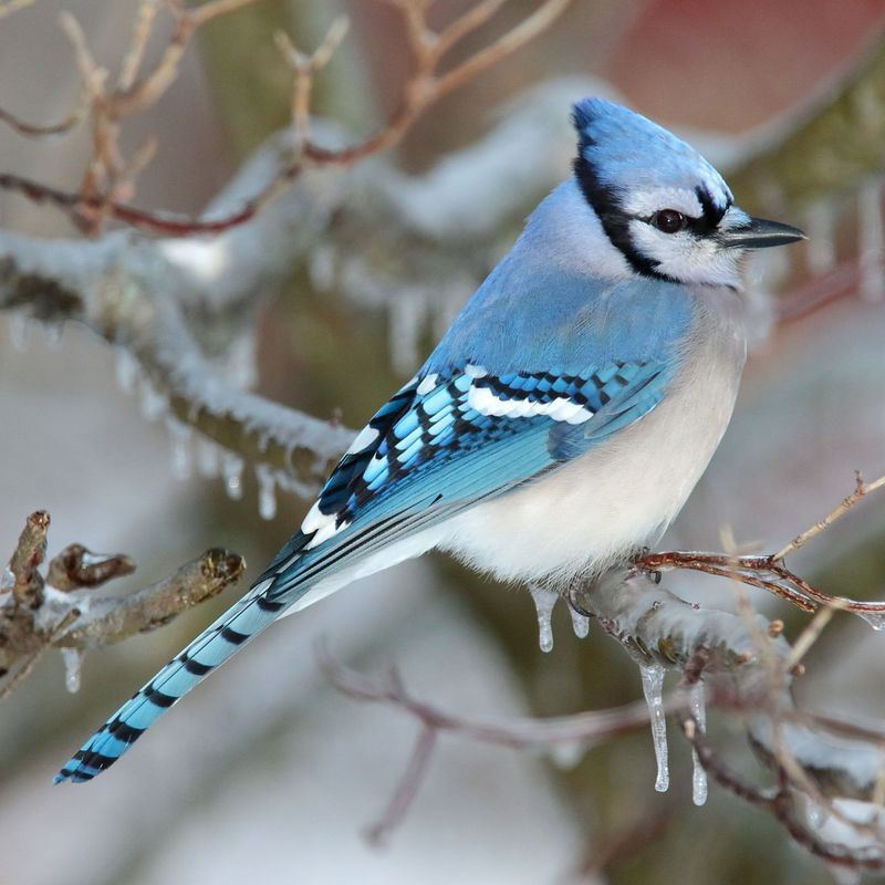 10 Beautiful Birds You Often See in Your Yard and Their Hidden Messages