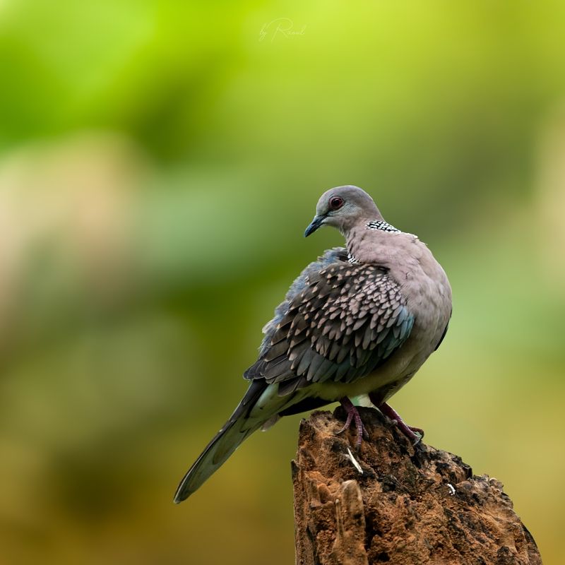 10 Beautiful Birds You Often See in Your Yard and Their Hidden Messages