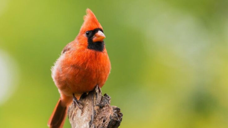 10 Beautiful Birds You Often See in Your Yard and Their Hidden Messages