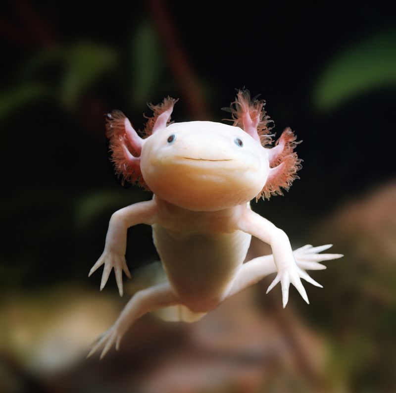 10 Bizarre Forest Animals That Could Be Characters in a Fantasy Novel