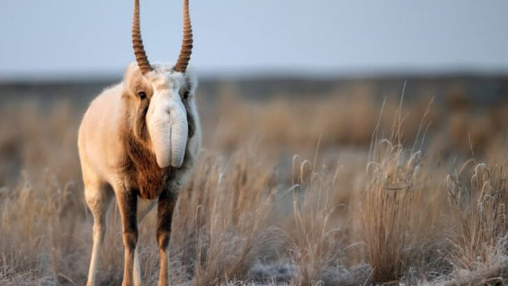 10 Bizarre Forest Animals That Could Be Characters in a Fantasy Novel