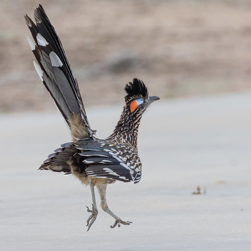 10 Brave Animals That Stand Up to Rattlesnakes—And the Life Lessons Hidden in Their Strategies