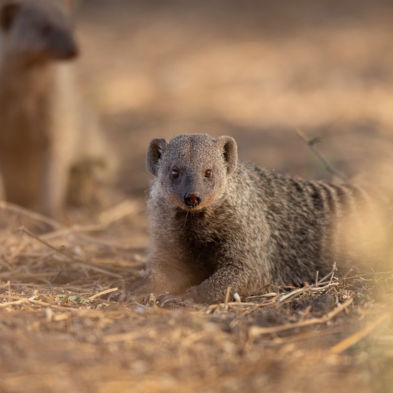 10 Brave Animals That Stand Up to Rattlesnakes—And the Life Lessons Hidden in Their Strategies