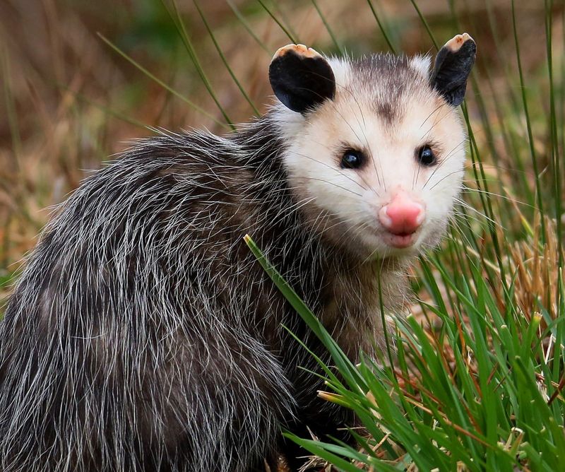 10 Brave Animals That Stand Up to Rattlesnakes—And the Life Lessons Hidden in Their Strategies