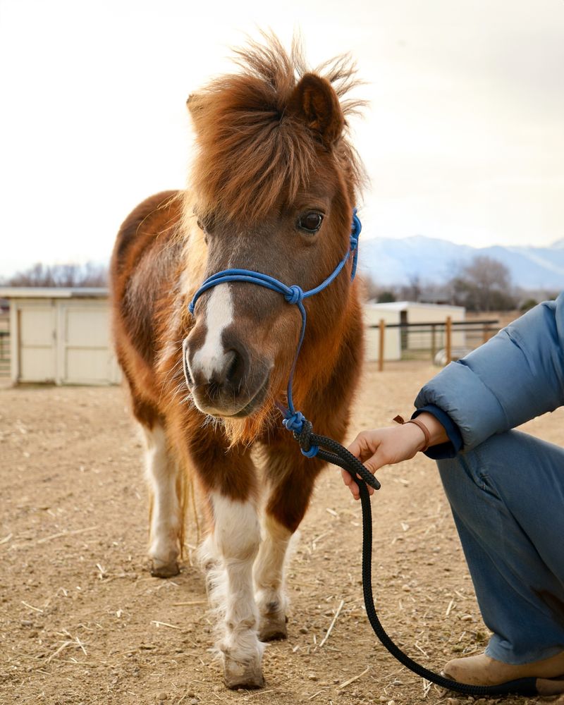 10 Budget-Friendly Horses You Can Keep as Loving Pets Without Overspending