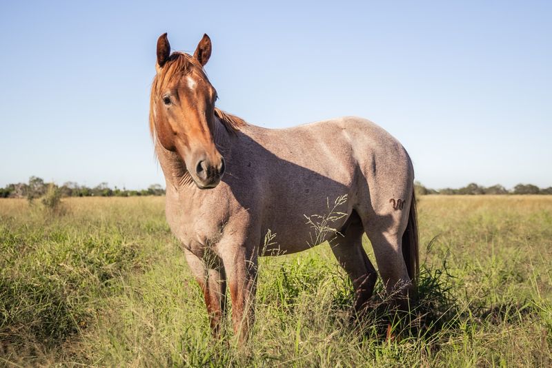 10 Budget-Friendly Horses You Can Keep as Loving Pets Without Overspending