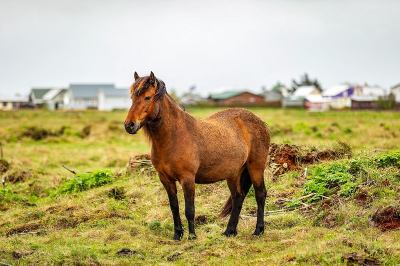 10 Budget-Friendly Horses You Can Keep as Loving Pets Without Overspending