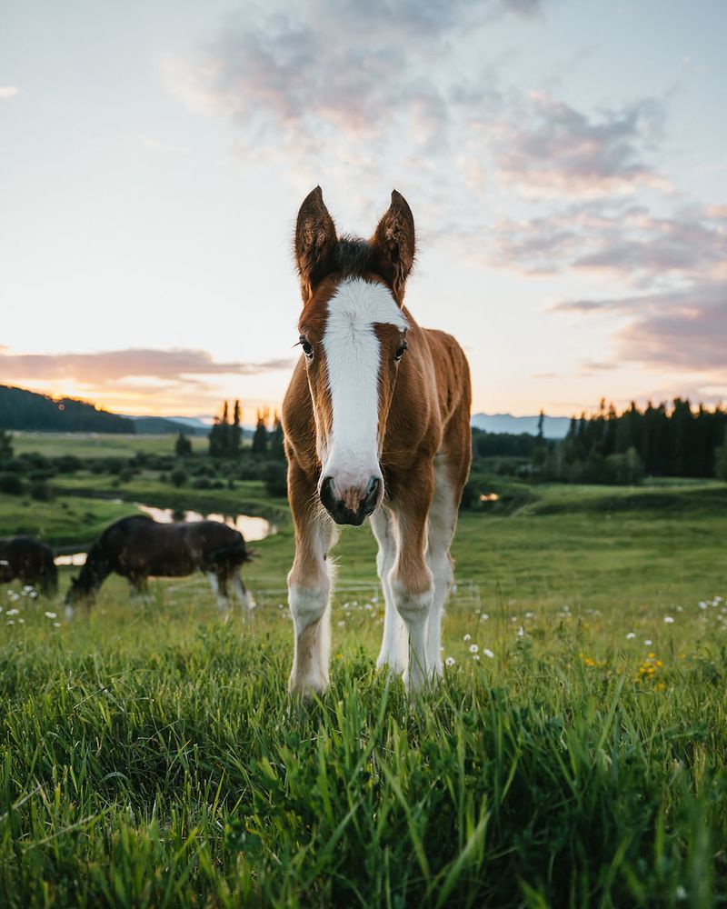 10 Budget-Friendly Horses You Can Keep as Loving Pets Without Overspending