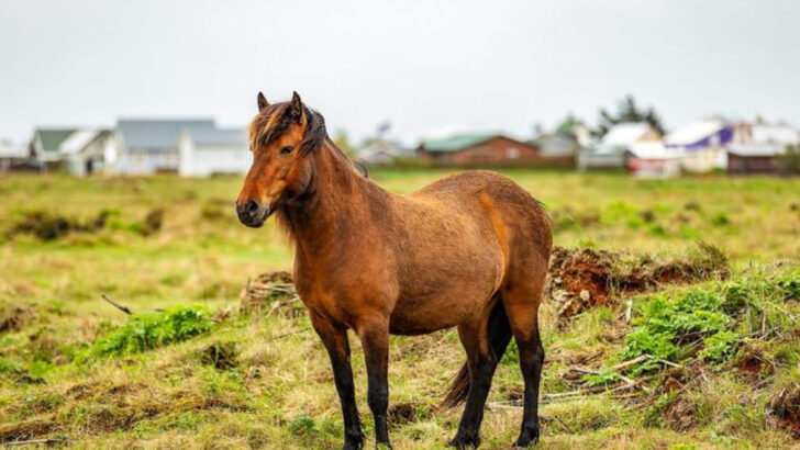 10 Budget-Friendly Horses You Can Keep as Loving Pets Without Overspending