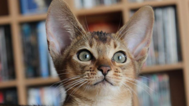 10 Cat Breeds With Personalities as Unique as Their Looks