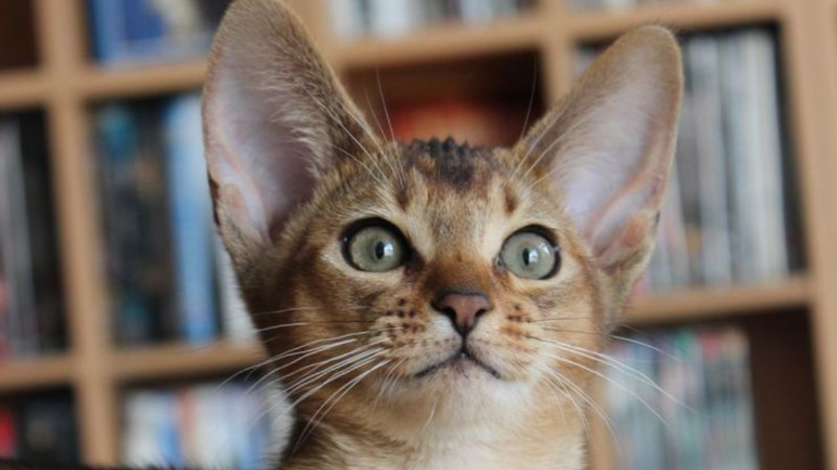 10 Cat Breeds With Personalities as Unique as Their Looks