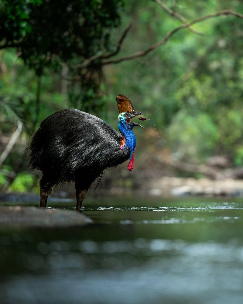 10 Dangerous Birds That Prove the Wild Is No Place to Let Your Guard Down