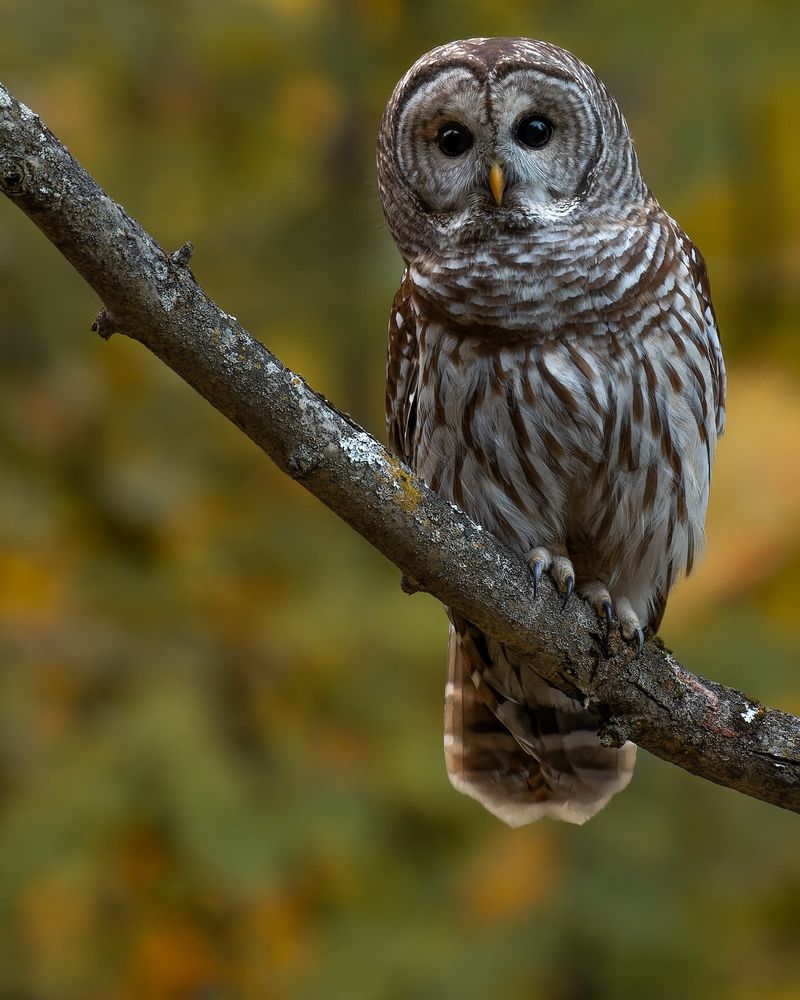 10 Dangerous Birds That Prove the Wild Is No Place to Let Your Guard Down