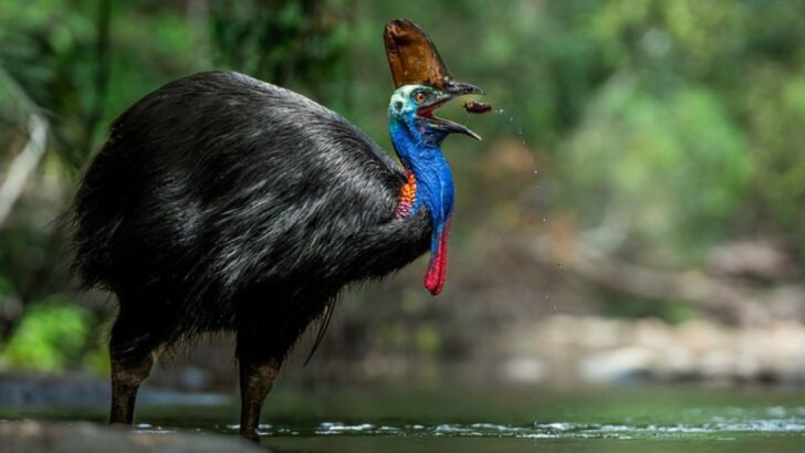 10 Dangerous Birds That Prove the Wild Is No Place to Let Your Guard Down