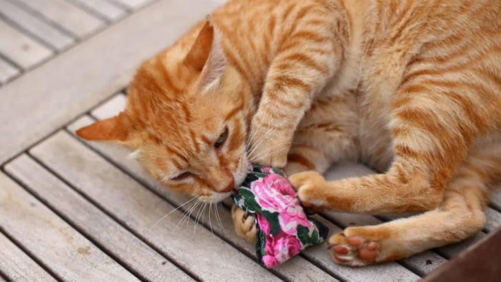 10 Do’s & 4 Don’ts of Catnip Every Cat Parent Needs to Know