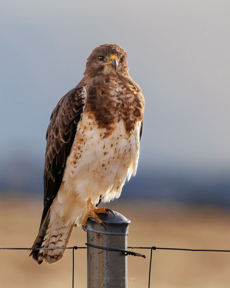 10 Fearless Birds of Prey in America and the Hunting Skills That Make Them Legends