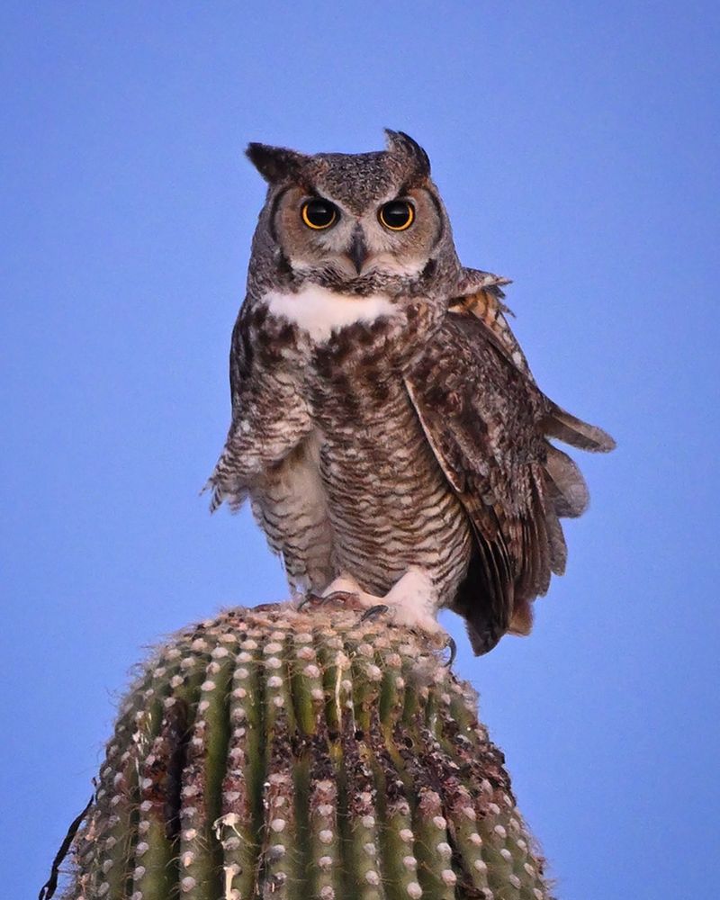 10 Fearless Birds of Prey in America and the Hunting Skills That Make Them Legends