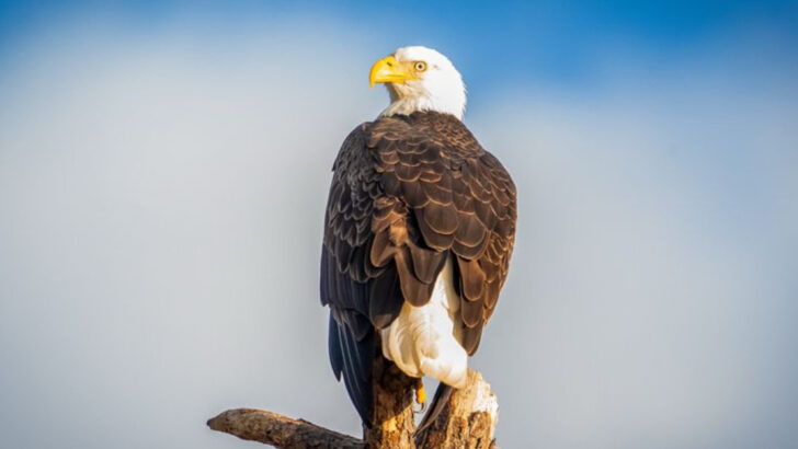 10 Fearless Birds of Prey in America and the Hunting Skills That Make Them Legends