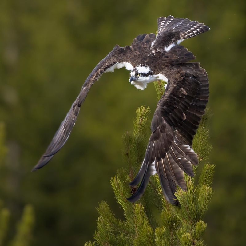 10 Fearless Birds of Prey in America and the Hunting Skills That Make Them Legends