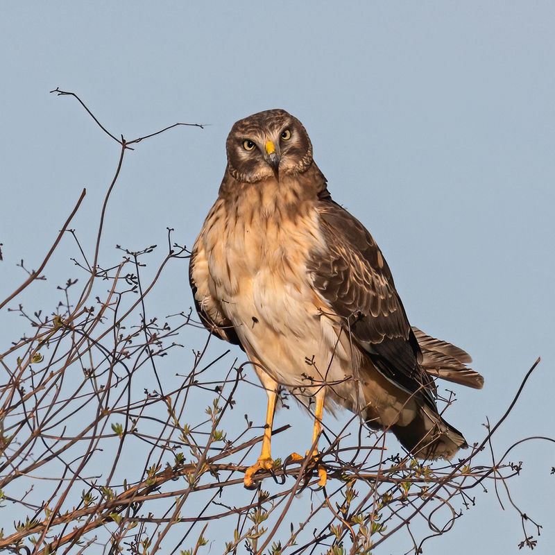 10 Fearless Birds of Prey in America and the Hunting Skills That Make Them Legends