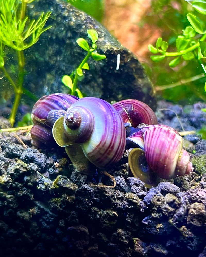 10 Fun and Low-Maintenance Pets for Your Aquarium That Aren’t Fish