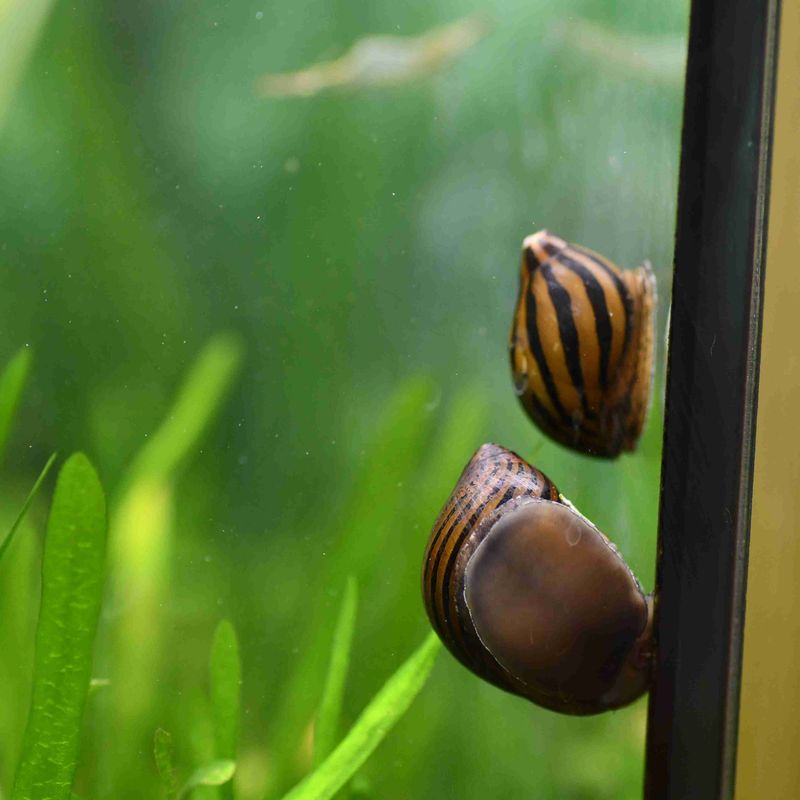 10 Fun and Low-Maintenance Pets for Your Aquarium That Aren’t Fish