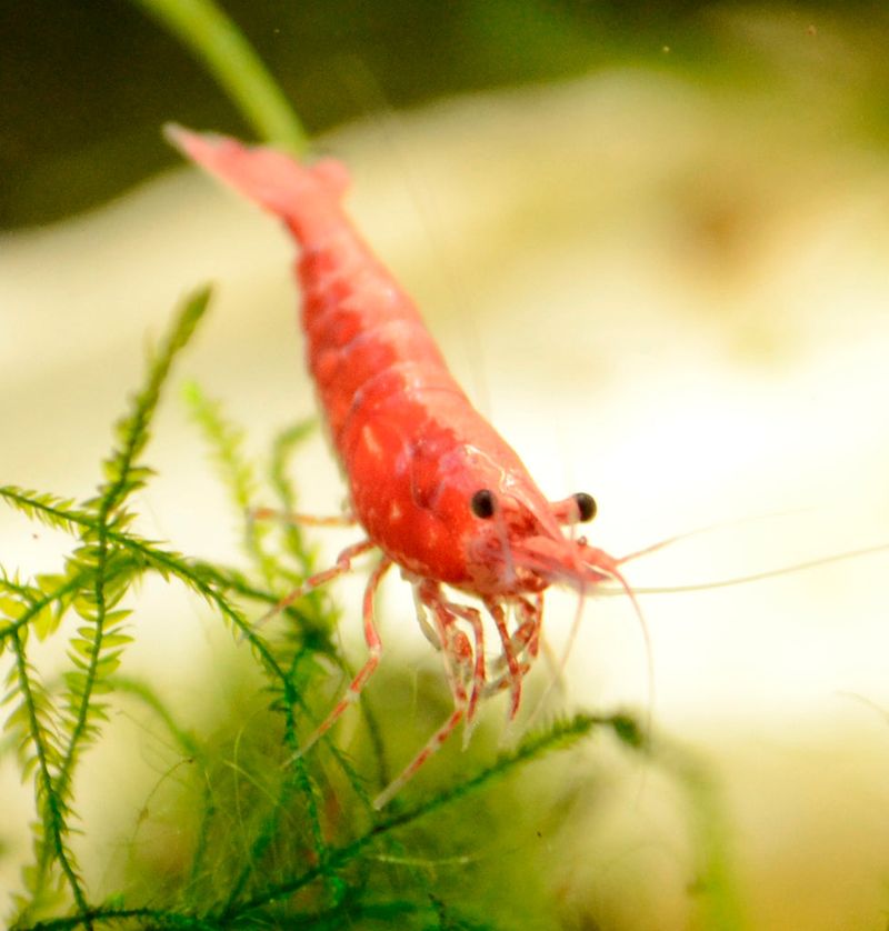 10 Fun and Low-Maintenance Pets for Your Aquarium That Aren’t Fish