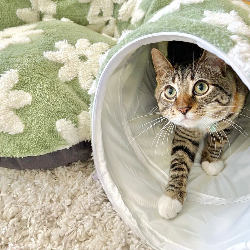 10 Genius Space Hacks That Will Make Your Tiny Apartment Look Huge to Your Cat