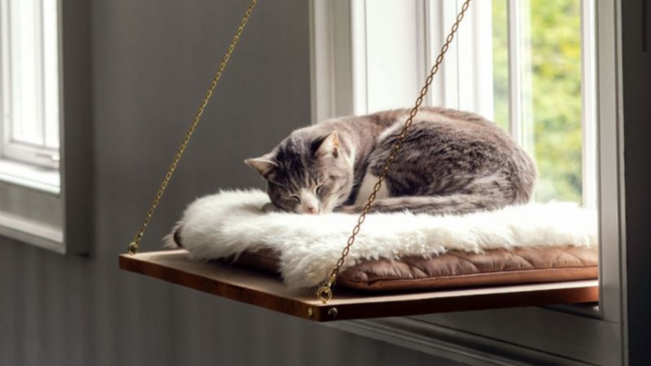 10 Genius Space Hacks That Will Make Your Tiny Apartment Look Huge to Your Cat