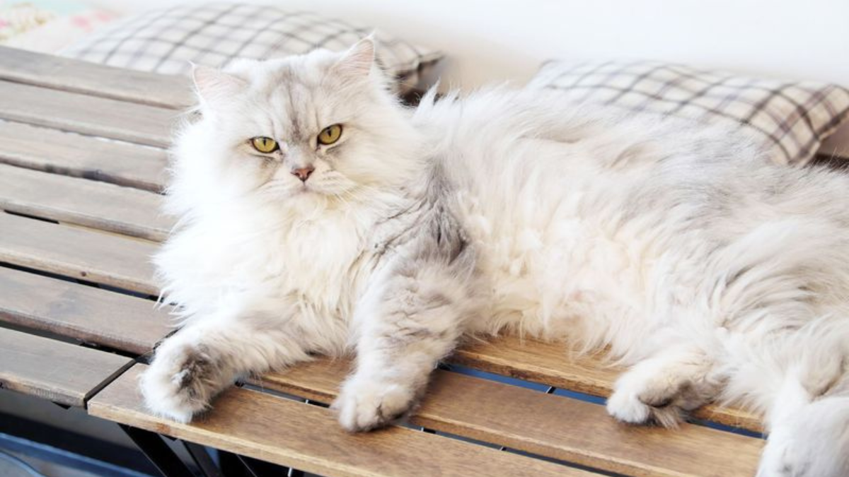 10 High-Maintenance Cat Breeds That Are Challenging to Keep as Pets