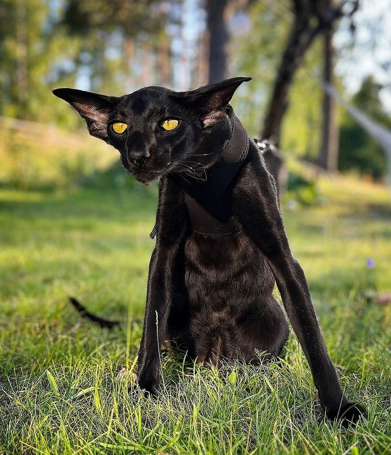 10 Hot-Weather Cats That Won't Break a Sweat Under the Sun