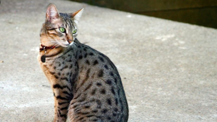 10 Hot-Weather Cats That Won’t Break a Sweat Under the Sun