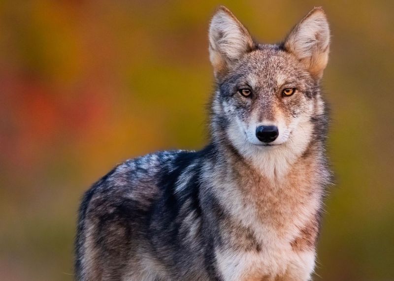 10 Important Things About Coyotes That Will Make You Respect These Crafty Canines