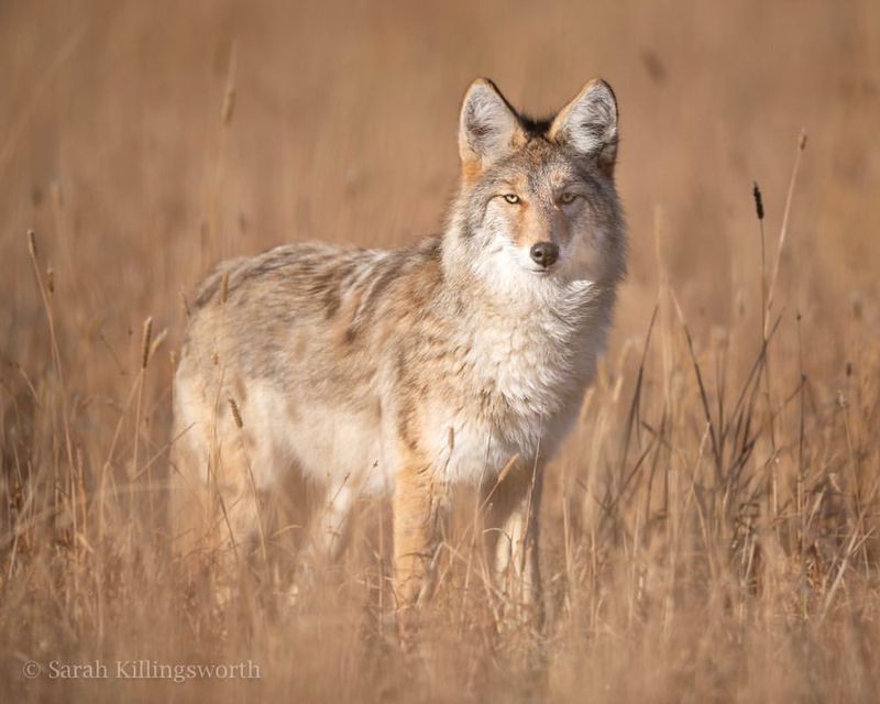 10 Important Things About Coyotes That Will Make You Respect These Crafty Canines