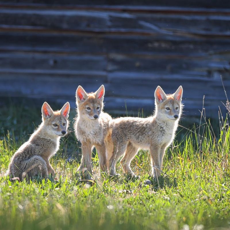 10 Important Things About Coyotes That Will Make You Respect These Crafty Canines