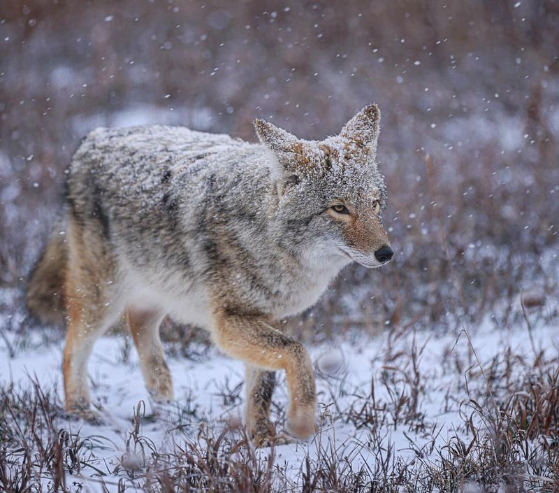 10 Important Things About Coyotes That Will Make You Respect These Crafty Canines