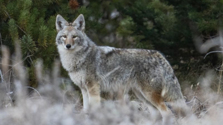 10 Important Things About Coyotes That Will Make You Respect These Crafty Canines