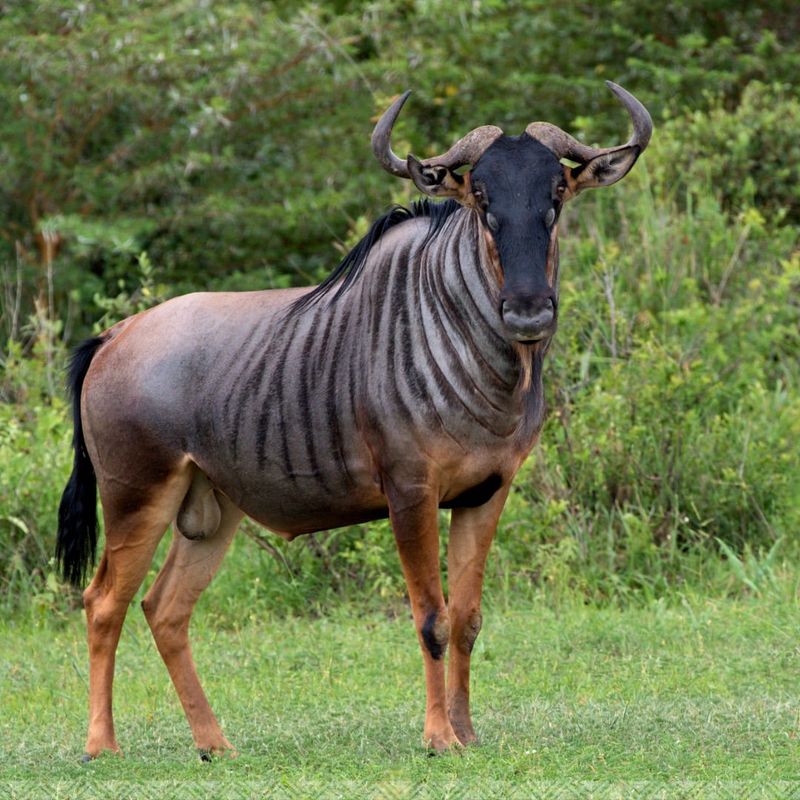 10 Incredible Land Animals Known for Their Blazing Speed