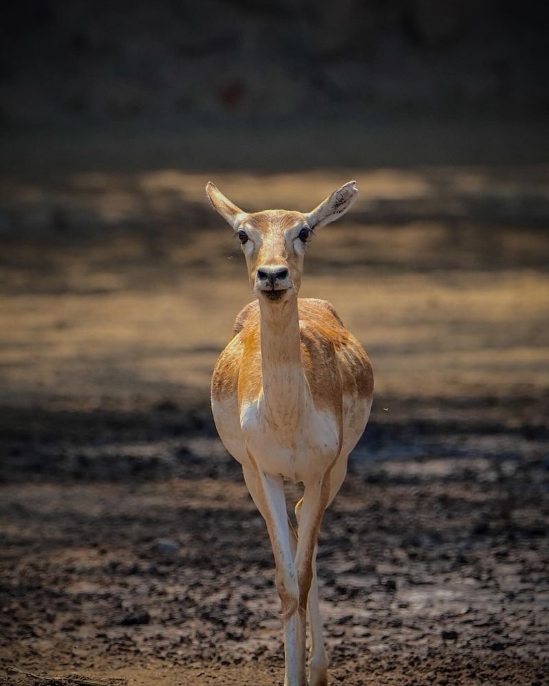 10 Incredible Land Animals Known for Their Blazing Speed