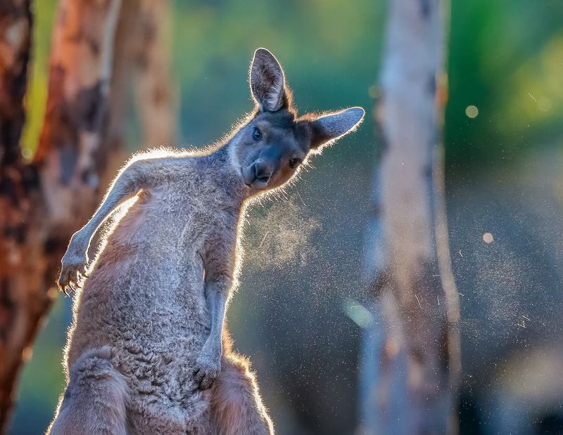 10 Incredible Land Animals Known for Their Blazing Speed