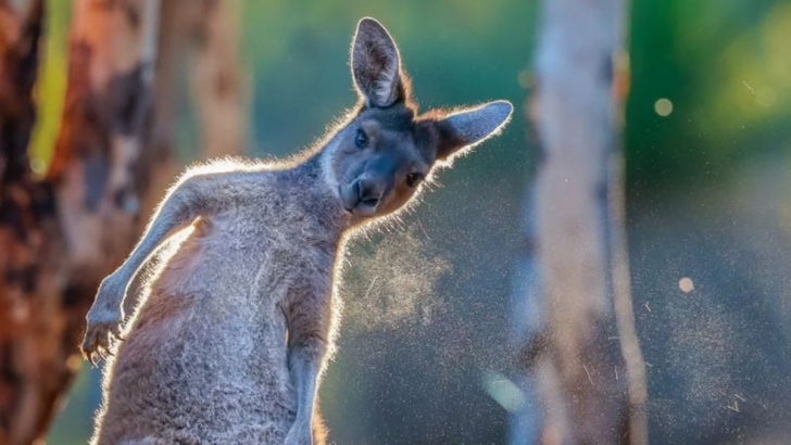 10 Incredible Land Animals Known for Their Blazing Speed