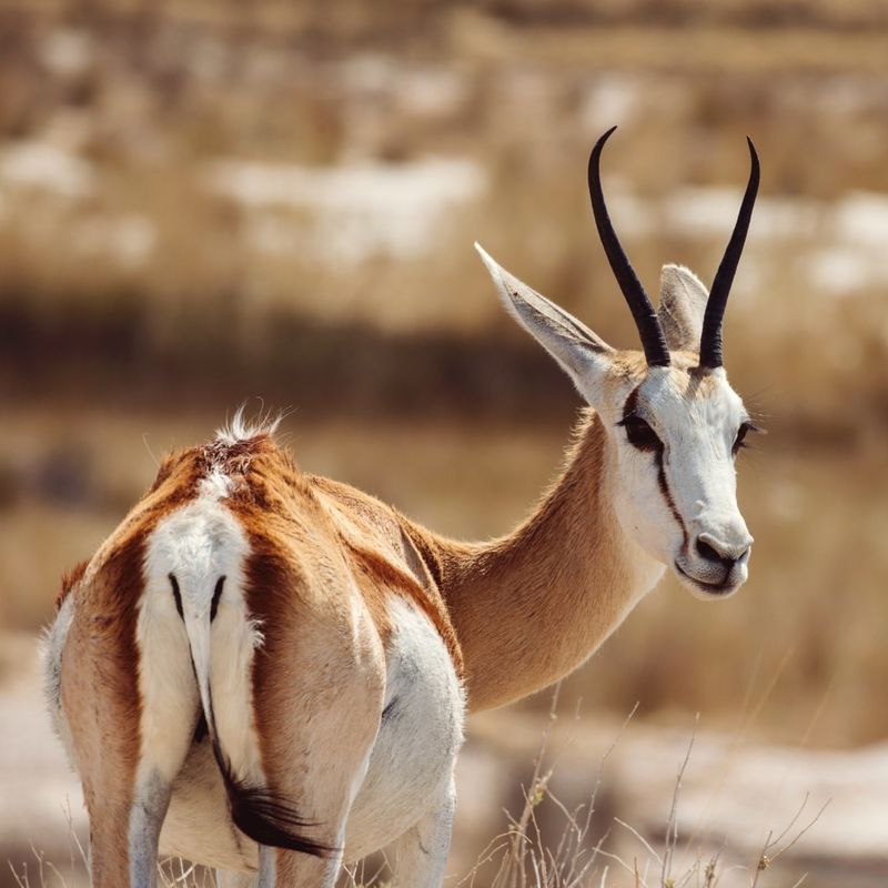 10 Incredible Land Animals Known for Their Blazing Speed