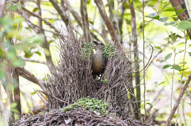 10 Intricate Homes Built by Animals Who Are Nature's True Master Architects