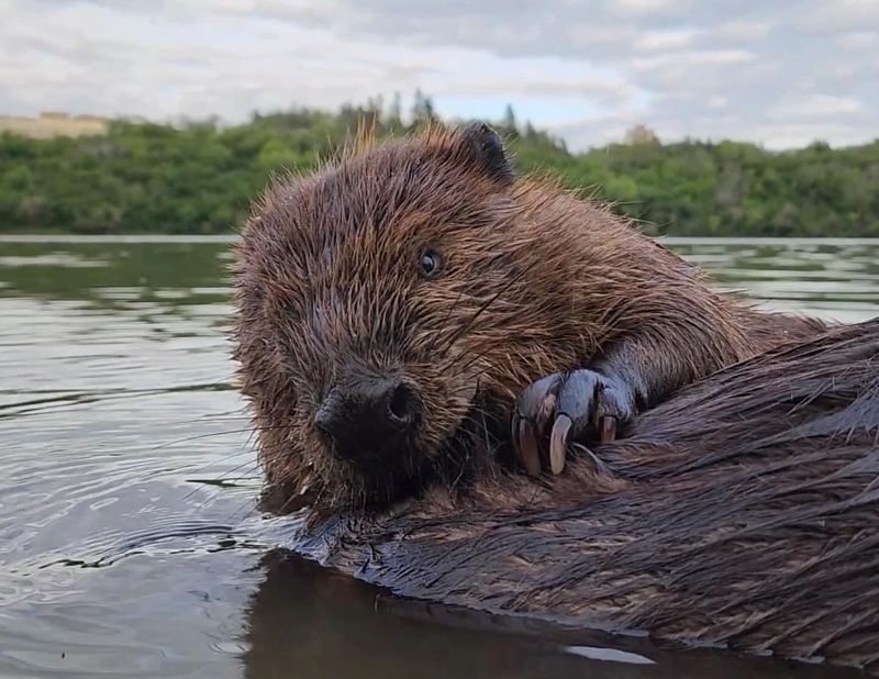 10 Intricate Homes Built by Animals Who Are Nature's True Master Architects