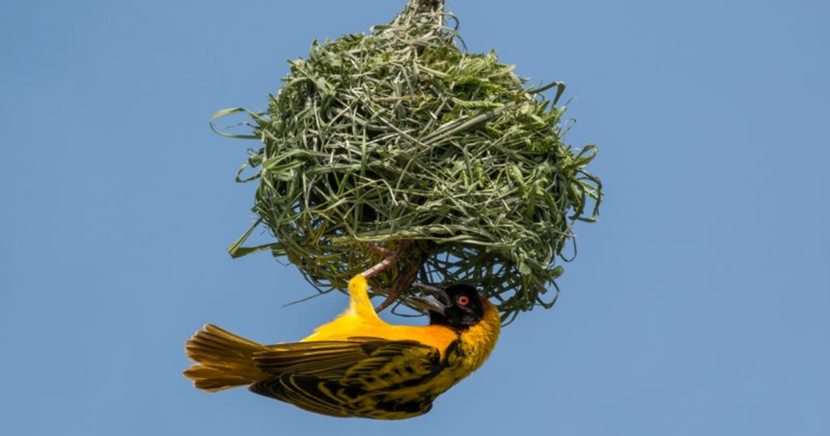 10 Intricate Homes Built by Animals Who Are Nature's True Master Architects