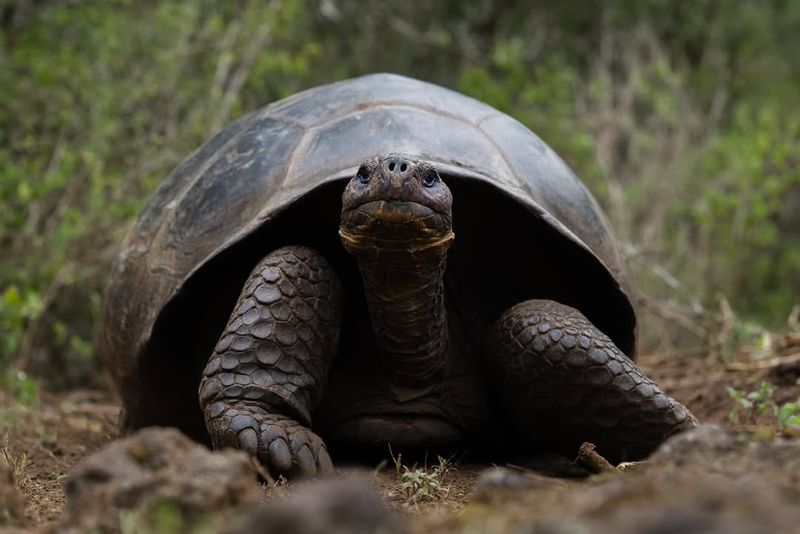 10 Magnificent Creatures That Deserve a Spot on Your Animal Bucket List