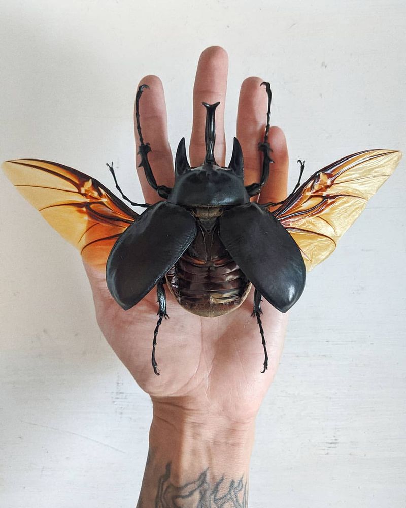 10 Massive Insects That Will Leave You Amazed (and Maybe a Little Scared)