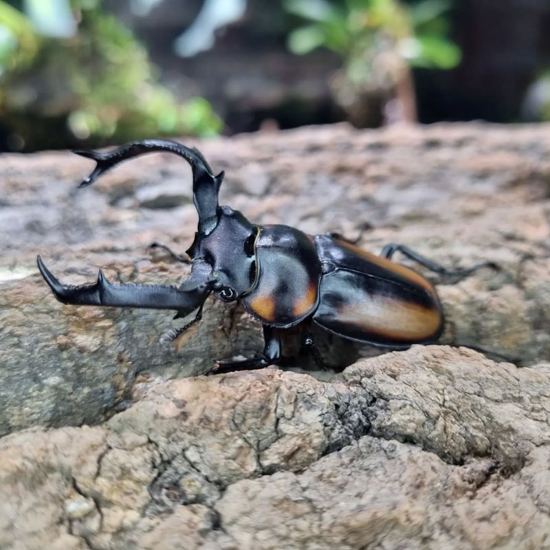 10 Massive Insects That Will Leave You Amazed (and Maybe a Little Scared)